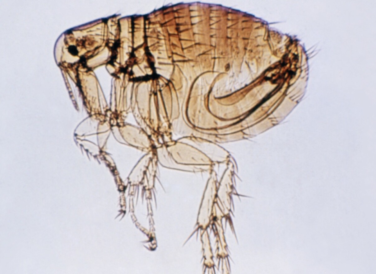 Murine typhus comes from the Rickettsia typhi bacterium, which is spread by fleas that jump from wild animals to pets to humans.